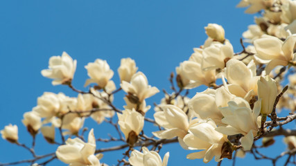 flowers blooming in warm spring, white magnolia