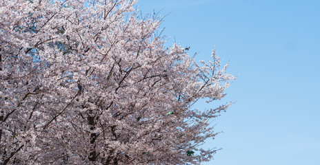 On a warm spring day, blue sky and cherry blossoms