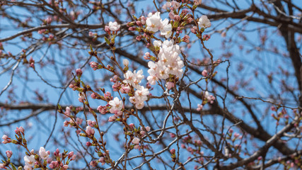 On a warm spring day, blue sky and cherry blossoms