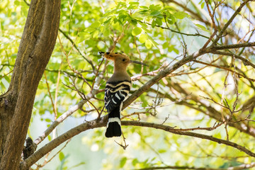 Eurasian Hoopoe bird © Feng Yu