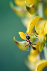 A large orange and black jumping jack ant - also called a hopper ant or jumper ant - of the genus Myrmecia subfamily Myrmeciinae; hunting black ants on a yellow-flowering plant - selective focus.