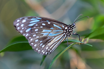 Fototapeta na wymiar Blue Tiger butterfly