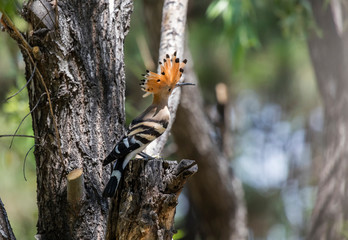 Eurasian Hoopoe bird © Feng Yu