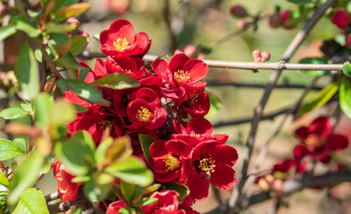 Beautiful red plum blossoms in warm spring.