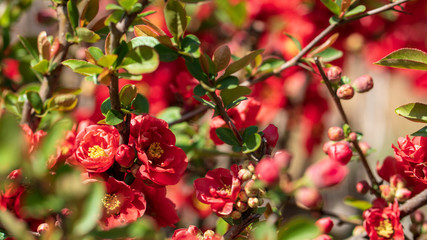 Beautiful red plum blossoms in warm spring.