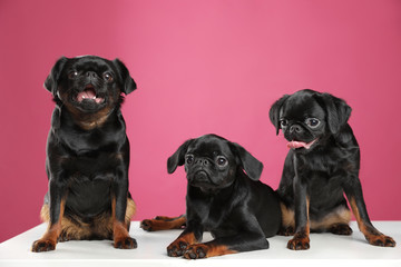 Adorable black Petit Brabancon dogs on white table against pink background