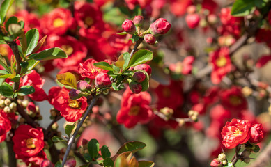 Beautiful red plum blossoms in warm spring.