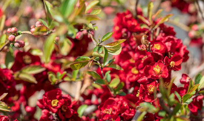 Beautiful red plum blossoms in warm spring.