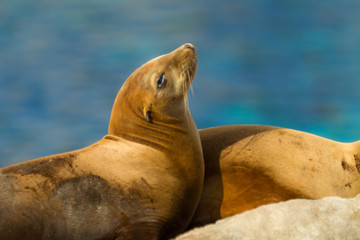 Fototapeta premium sea-lions bathing