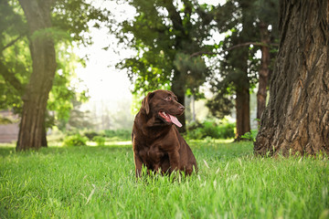 Cute Chocolate Labrador Retriever dog sitting on green grass in park