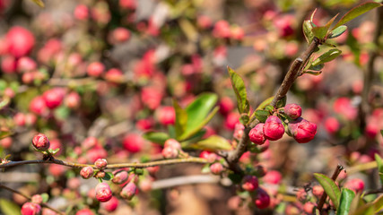 Beautiful red plum blossoms in warm spring.