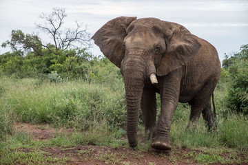 Fototapeta na wymiar Elephant in the Wild