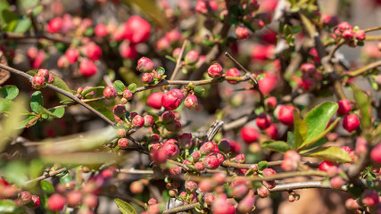 Beautiful red plum blossoms in warm spring.