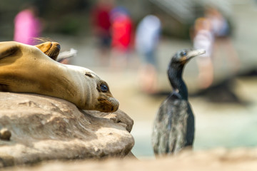 sea-lions bathing