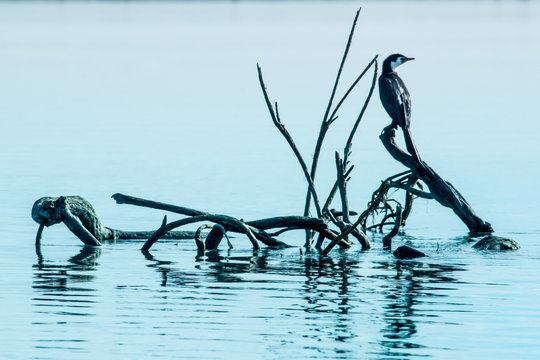 Two native sea birds sitting on driftwood in the lagoon