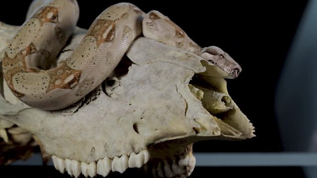 Snake and skull close up. Concept of death with slithering snake crawling on animal skull. Frightening Halloween symbol. Enchanted and forbidden atmosphere with snakes and bones. 