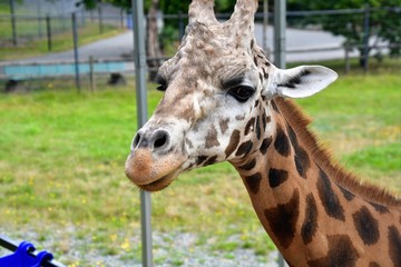 A closeup Giraffe standing on the ground. Langley BC Canada