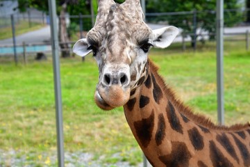 A closeup Giraffe standing on the ground. Langley BC Canada