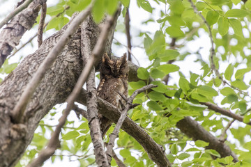 Oriental Scops Owl