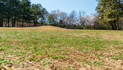 a green grass park view