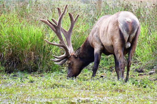 Male American Elk standing on the ground. Langley BC Canada