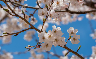The light pink flowers that bloom in spring are cherry blossoms