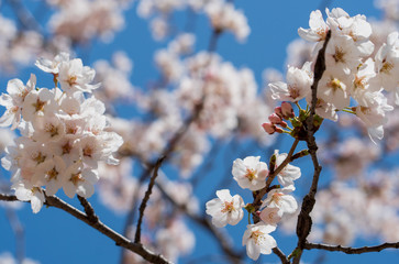 The light pink flowers that bloom in spring are cherry blossoms