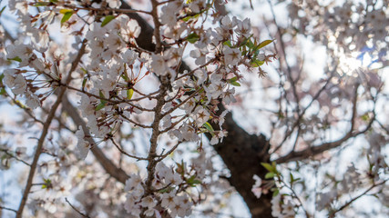 The light pink flowers that bloom in spring are cherry blossoms