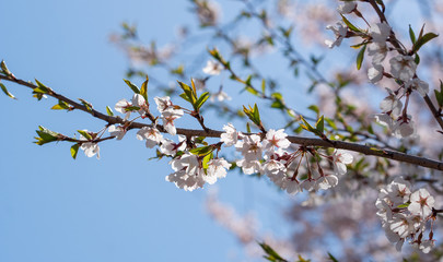 The light pink flowers that bloom in spring are cherry blossoms