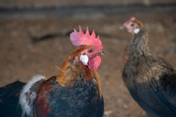 A rooster chicken portrait. This is a beautiful detailed closeup image of bird, cock