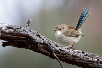 Fototapeta premium Male Superb Fairywren (Malurus cyaneus)