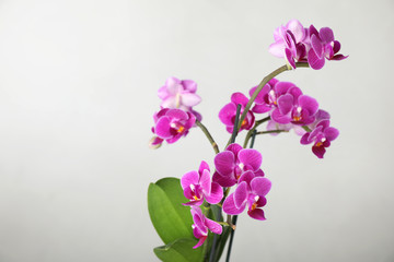 Naklejka na ściany i meble Beautiful tropical orchid flower on light background. Space for text