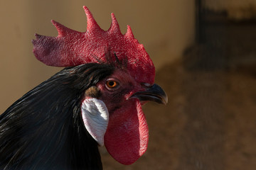 A rooster chicken portrait. This is a beautiful detailed closeup image of bird, cock