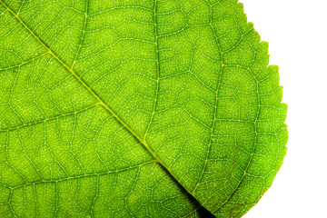 Obraz premium Green leaf fresh detailed rugged surface structure extreme macro closeup photo with diagonal midrib, leaf veins grooves detailed pattern nature texture eco green biology isolated white background.