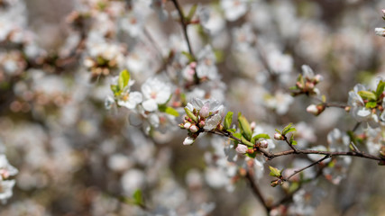 The light pink flowers that bloom in spring are cherry blossoms