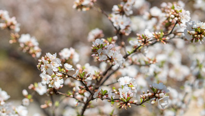 The light pink flowers that bloom in spring are cherry blossoms