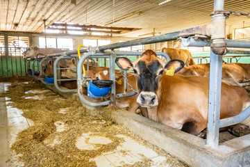 Milk farm production with many cows indoor