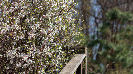The light pink flowers that bloom in spring are cherry blossoms