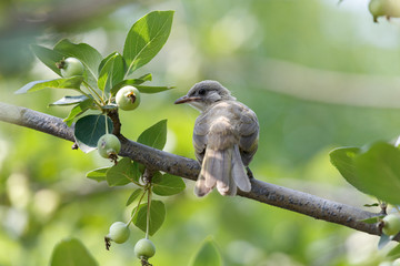 juvenile Chinese Bulbul bird