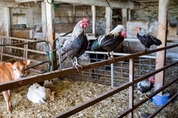 TYpical farm animals chicken and cows indoor