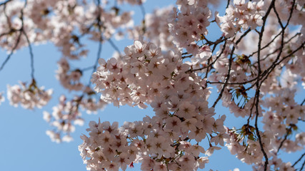 The light pink flowers that bloom in spring are cherry blossoms