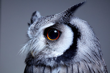 Close up of Northern white faced owl