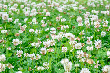 Obraz na płótnie Canvas White clover aka Trifolium repens in grass on summer meadow. Shamrock flower
