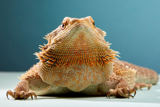 Portrait of Bearded Dragon