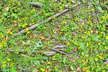Forest soil ground, roots of old oak, wild ground cover grass, yellow flowers