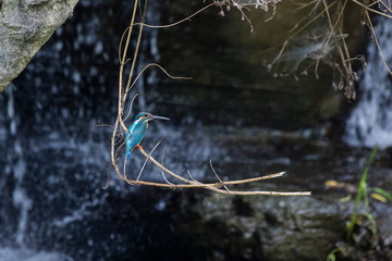  common Kingfisher bird