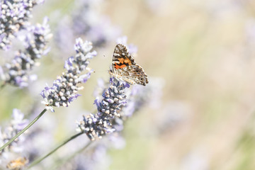 Painted Lady Butterfly