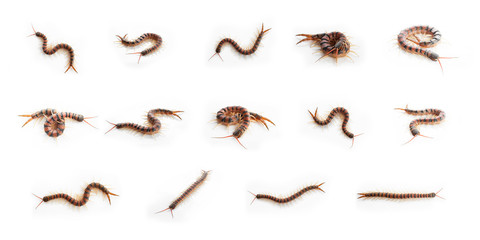 14 Set of Centipedes on white background. Chilopoda from nature.