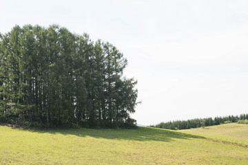 緑の丘の上のカラマツ林　美瑛町