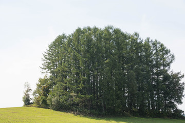 緑の丘の上のカラマツ林　美瑛町